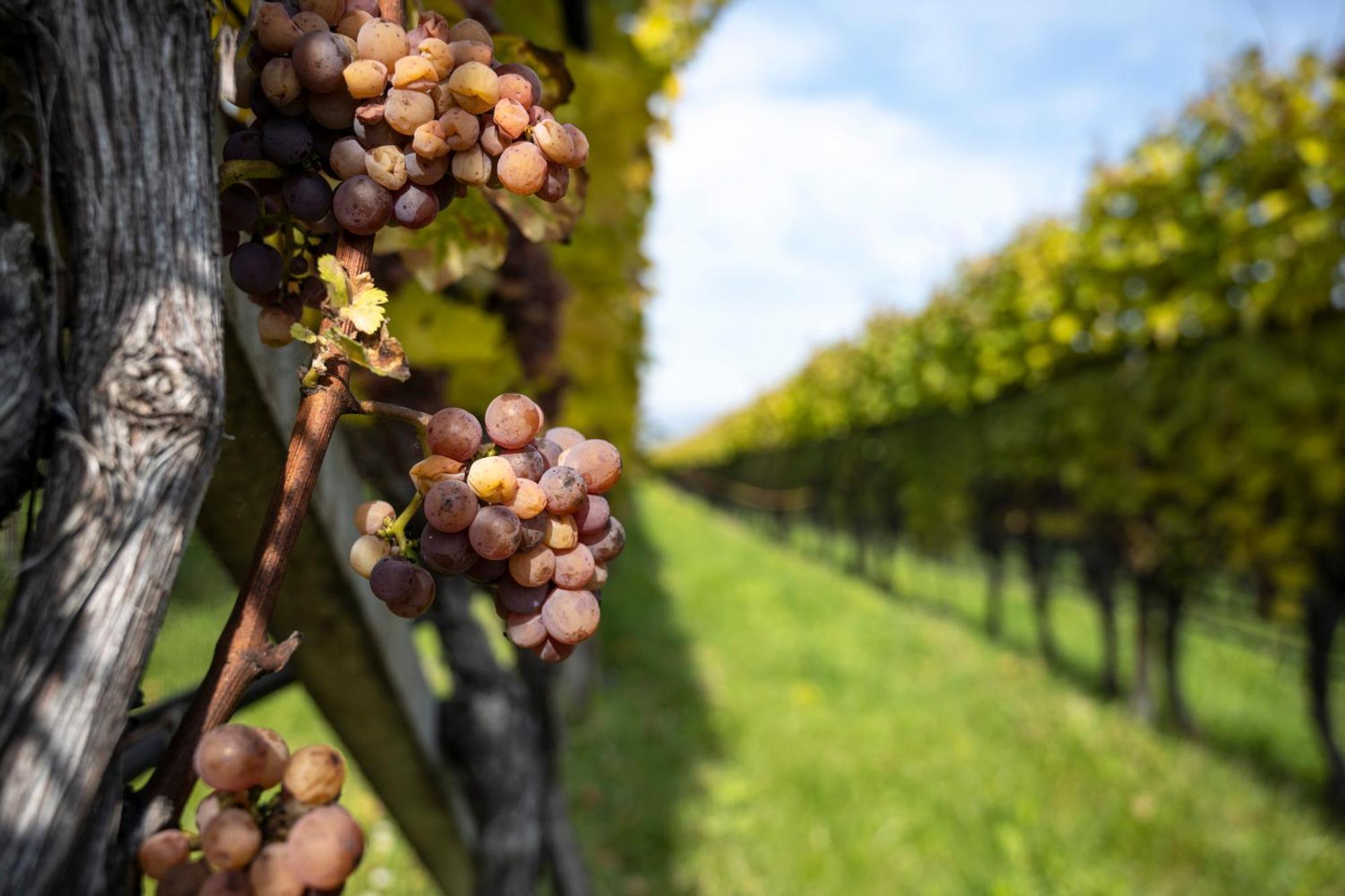 Hotel Girlanerhof Appiano Sulla Strada Del Vino Esterno foto